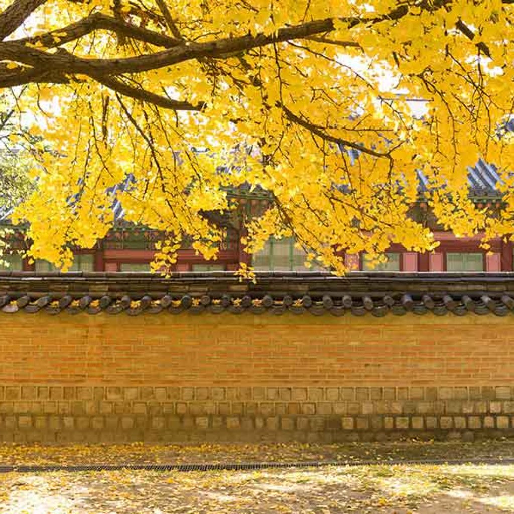 韓國紅葉景點-德壽宮石牆路