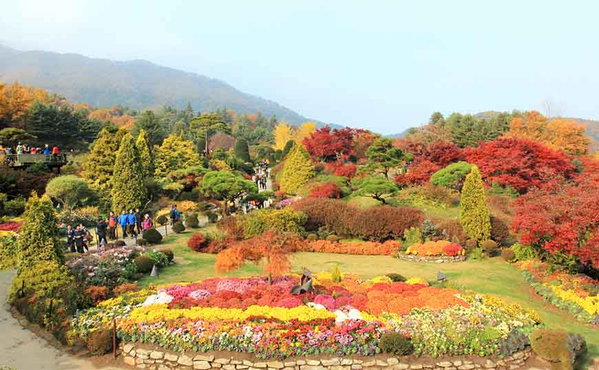 韓國紅葉景點-晨靜樹木園