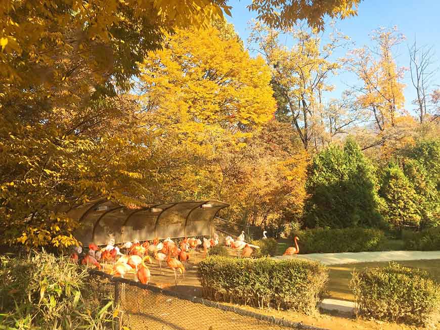 韓國紅葉景點-首爾大公園