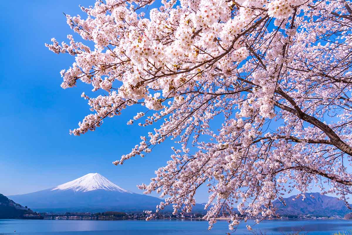 富士・河口湖櫻花祭 | 好運日本行