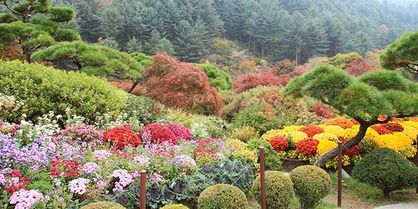韓國晨靜樹木園必去景點